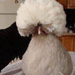 ������ �������� ���� ���� ���� �� ����� ������� �������