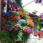 ����� Spello �� ������� !