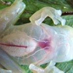 ������ ������� ��� ����� ��� ����