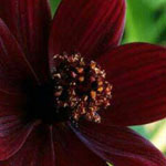 ���� �������������� ����� ���� ����� ����������