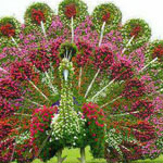 ���� ������� ������ �� �����