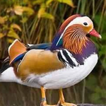 ����� ������ ���� ���