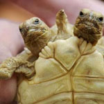 ������ ������ ����� ����!