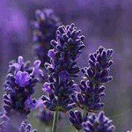 ���� �������� ��������