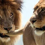 ���� ����� ���� ���� ���� ����� �����...