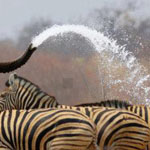 ���� ������ ��� ��������� .. ���� ��� ����