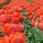 ���� ������ȡ �������� ������