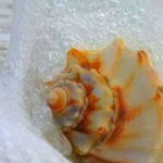 ���� �����