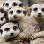 ���� ����� ������ �� ����� ��������