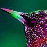 ���� ������� ��������