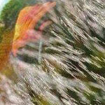 ��� ���� ���� ������ ��������