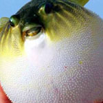 ���� Puffer fish ���� ���� ����� ��� ...