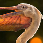  ������ �������� �� ����� ������� 