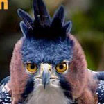 ����� ������ �������  ����� �������� �����