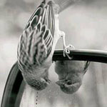 ������ �����