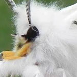 ��� ���� ����� �������� ����� �� Spil...