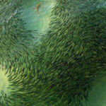 ����� �� ������� ������� ��� ����� �����