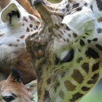 ����� ���� ���� ������ �� ��� �������