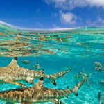 ��� ����� - ���� ���� !