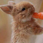 ���� ���