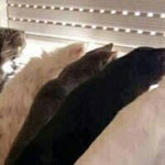 ������� ��� ��� �� ��� �� ��� �����