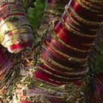 ��� ���� ����� 