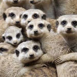 ���� �������