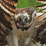 ���� ����� .