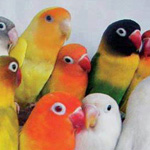 ���� ����