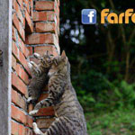 ����� ������� �� �� �������� �����