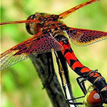 ����� ����