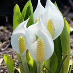 ��� ������ ����� 