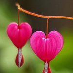 ��� ����� ������