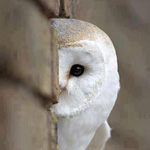 �� ���� ����� ��� ���