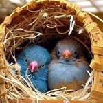 ����� ����