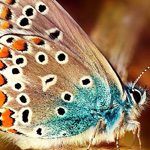 ����� ���� ������