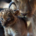 ��� ����� �� ��� �����