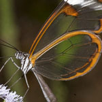 ����� ��� ����� ������ 