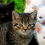 ��� ���� �� ���