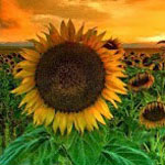 ���� �����