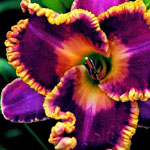 ��� ���� �� ���