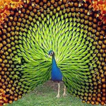 ���� �����