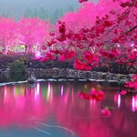 ���� ���� �������