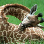 �� ������ ��� ��� ���� �������