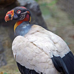 ����� ��� �� ���� ������