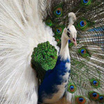 ����� ������ ..��������