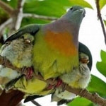 ��� ����� ���� �� ������� 