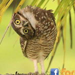 ���� ����� ����� ������