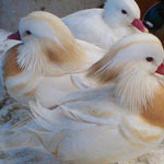 ��� ��������� ����� �����