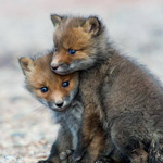 ���� ����� ������.